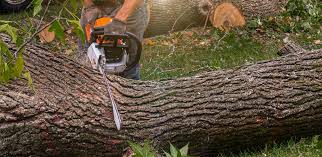 How Our Tree Care Process Works  in  Colby, WI
